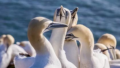 伊犁哈萨克最新的高价找中介取公积金违法吗方法分享(伊犁哈萨克中介取公积金怎么收费教程)