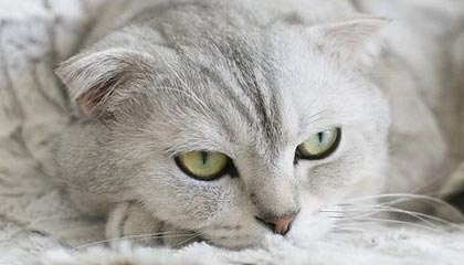 伊犁哈萨克最新的高价找中介取公积金违法吗方法分享(伊犁哈萨克中介取公积金怎么收费教程)