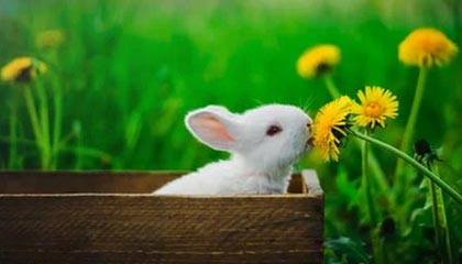 伊犁哈萨克最新的高价医保卡惠民保险代扣怎么取消掉了方法分享(伊犁哈萨克惠民医保怎么报销教程)